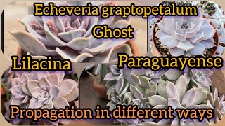 Echeveria graptopetalum Ghost Lilacina  paraguayense propagation different ways  Bloom with SI [upl. by Meagan]