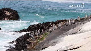 ¡Conoce la colonia de pingüinos de Humboldt en la Isla Cachagua [upl. by Ztnaj]