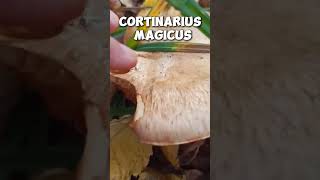 Cortinarius magicus shorts mushroom fungi foraging nature wildmushrooms [upl. by Debra]