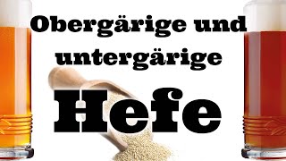 Obergärige und untergärige Hefe [upl. by Mcmahon]