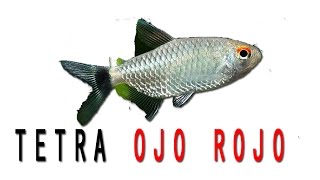 FICHA TETRA OJO ROJO [upl. by Nileek]