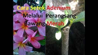 Cara setek batang Bunga ADENIUM [upl. by Nostaw]