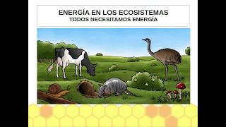 Transferencia de materia y energía en un ecosistema [upl. by Harehs805]