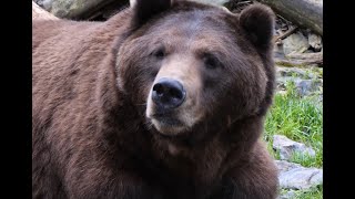 Peter Lebecs Fatal Grizzly Bear Attack [upl. by Pardo597]