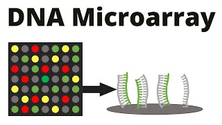 DNA Microarray DNA chip technique [upl. by Tnafni]