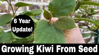 How To Grow a Kiwi Tree or Vine from Seed  6 Year Update [upl. by Acinhoj]