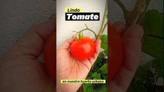 Tomate chonto en mi Huertourbano 🪴shorts huertoencasa huertoecologico cultivoencasa [upl. by Anawqahs]