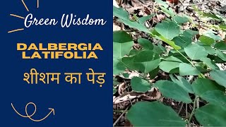 Green WisdomDalbergia latifoliaEast Indian rosewoodsitsaltrendingvideo viralvideo [upl. by Armillda682]