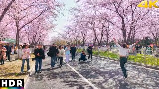 Chinas Best Cherry Blossom Street How differ from Japans Walk tour [upl. by Aneehsar449]