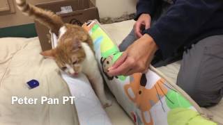 Feline Cerebellar Hypoplasia Physical Rehabilitation update 1 [upl. by Armillas]