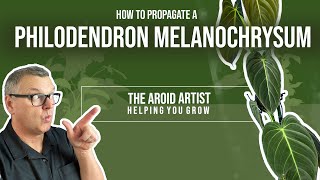 HOW TO propagate philodendron melanochrysum using sphagnum moss [upl. by Gagnon]