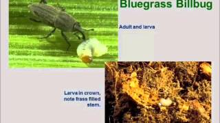 Insect Pests Part 2 Billbugs and Chinchbugs [upl. by Aikahs]