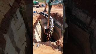 excavator rescues large python trapped in hole 🐍🏗️ [upl. by Sehguh]