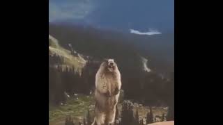 Funny Meme  Shouting Bear  Yelling Bear Meme [upl. by Lawton]