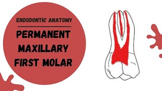 Endodontic Anatomy of the Permanent Maxillary First Molar  Root canal anatomy [upl. by Wernda]