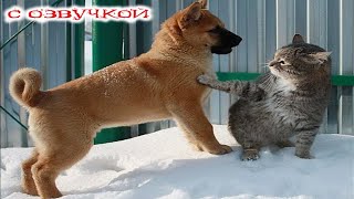 Приколы с котами С ОЗВУЧКОЙ Смешные коты и СОБАКИ Самые смешные животные До слез [upl. by Castro]