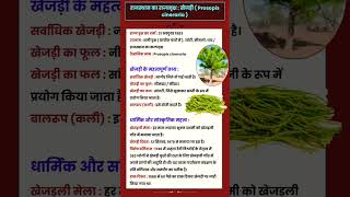 राजस्थान राज्य वृक्ष खेजड़ी rajasthangk trending trendingshorts youtubeshorts generalknowledge [upl. by Enorahs]