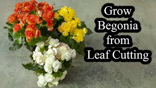 How to Grow Begonias from Leaf Cutting  Full Guide [upl. by Alcine]