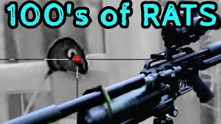 Huge Rat Infestation Nighttime Tactics  Air rifle rat kill [upl. by Colier]