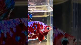 Siamese Fighter Fish  Betta  Barongsai siamesefightingfish siamese shorts fish [upl. by Notyarb]