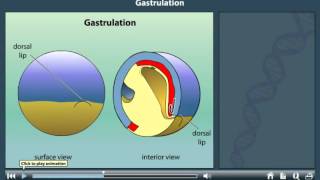 Gastrulation animation [upl. by Andres]