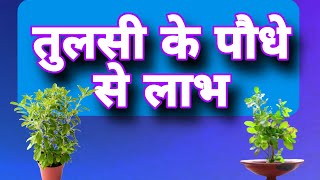 तुलसी पौधे के औषधि गुन Benefits of Basils👏👏tulsivivah medicine ayurvedicmedicine [upl. by Lev]