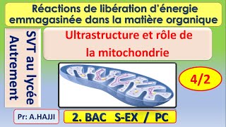 Ultrastructure et rôle des mitochondries dans la dégradation complète de lacide pyruvique [upl. by Panayiotis]