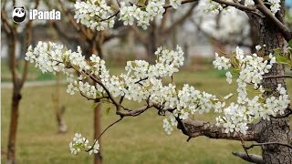 Tianjin Pear blossom [upl. by Natsirk851]