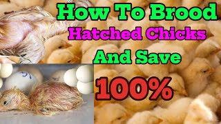 Steps To Brood Hatched Chicks To Prevent Any Death  Dont Skip [upl. by Lorilee526]