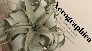 Tillandsia Xerographica How I finally stopped killing my air plants [upl. by Netty]