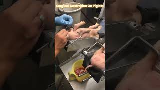 Surgical castration on Piglets [upl. by Maloney693]