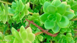 Sedum clavatum evergreen succulent plant 春萌 [upl. by Palumbo]