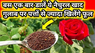 Best Homemade Natural Fertilizer For Rose Plant Rose plant growing tipsगुलाब की देखभालSave rose [upl. by Assirehc452]