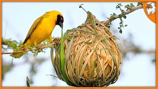 10 Most Extraordinary Bird Nests [upl. by Hanid]