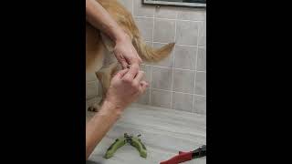 Trimming a dogs overgrown nails clip taken from full video dog grooming [upl. by Leal456]