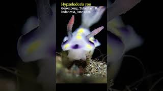 Hypselodoris nudibranch feeding tulamben bali scubadiving [upl. by Rodrick]