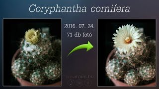 Coryphantha cornifera [upl. by Cornia462]