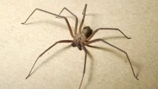 Brown Recluse Spider [upl. by Airahs7]