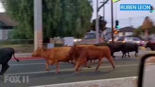 Cows stampede through Pico Rivera [upl. by Harrod165]