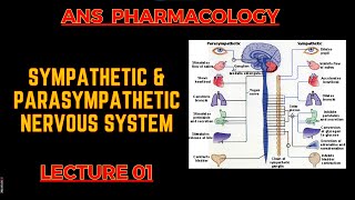 ANS Pharmacology  PSNS Vs SNS  Lecture 1  By Muneeb ur Rehaman [upl. by Pippas]