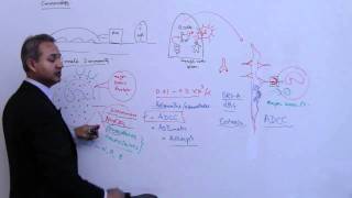 Immunology Basophil Mast Cells Lecture 4 Part 88 [upl. by Akinnor914]