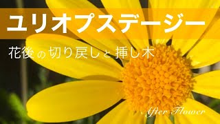 【ユリオプスデージー】花後の切り戻しと挿し芽 ／ 【Euryops pectinatus】Cutting back and Cutting buds after flowering [upl. by Heater]