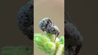 Top Entomologist Reveals Best Olive Weevil Control Techniques [upl. by Lucius]