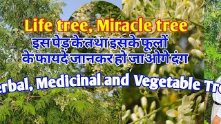 Drumstick treeHorse radish treeLife tree miracle tree SahjanSigru malunggay Moringa oleifera [upl. by Hteik88]