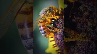 Honey bees working hard  honeybees nature satisfying topviral wildspecies7646 [upl. by Ashleigh]