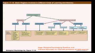 Brain and Behavior  Learning and Memory Basic Distinctions II [upl. by Luna531]