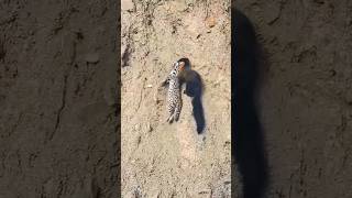 Nilgiri Marten carrying a Leopard Cat 😱 [upl. by Halliday184]