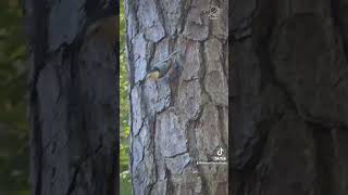 Nuthatch climbing among the pine trees [upl. by Nalaf]