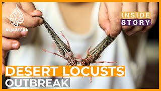 Whats caused an outbreak of desert locusts in East Africa and South Asia  Inside Story [upl. by Punak]