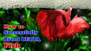 How to Breed Betta Fish  Breeding Over Halfmoon Betta [upl. by Hercule]